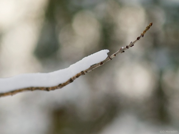 Snowy twig.