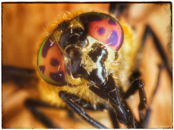 Horse-fly portrait.