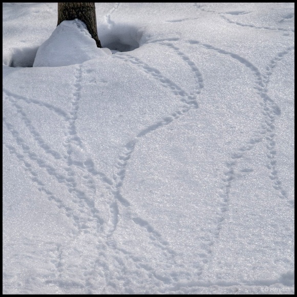 October Squares: Lines in the Snow