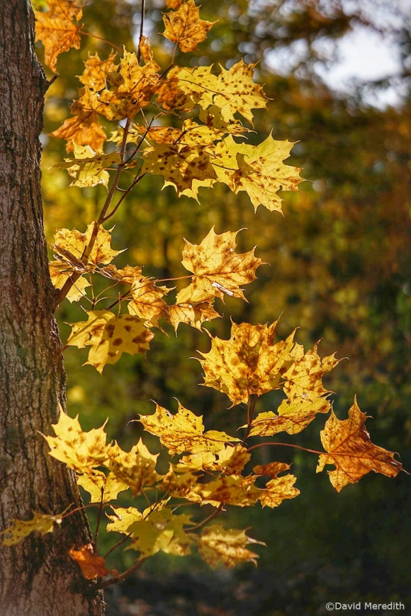 2020: Backlit Autumn Maple Leaves