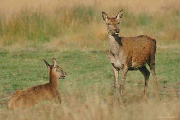 Throwback Thursday: Red Deer hind and her calf