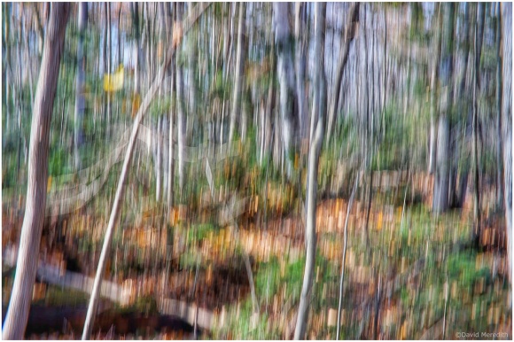 Getting Back to Basics: Autumn Trees with ICM