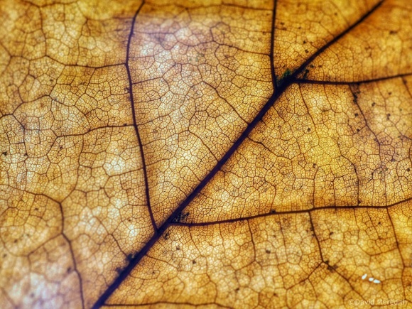 Cosmic Photo Challenge: Let's hear it for the leaves